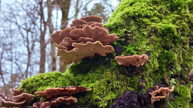 Close-up of bracket fungi, or shelf fungi, growing on a tree trunk covered with green moss in a forest
