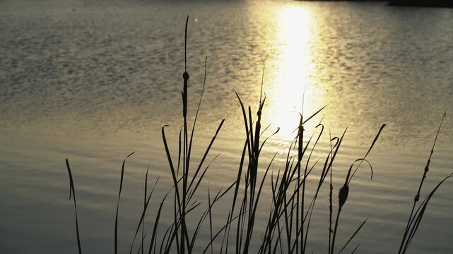 Silhouette of Cattails Slighting Swaying Against Golden Sunset Reflection on Calm Lake Water with Birds in Background