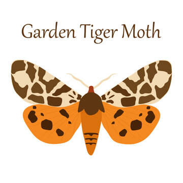 Garden Tiger Moth Striking Nocturnal Insect