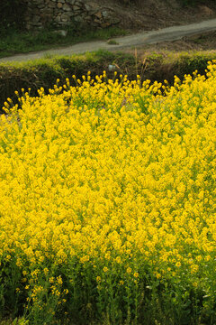 Vibrant Yellow Canola Flower Close up with Bright Spring Sunlight