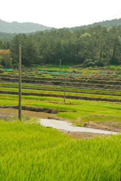 Green Terraced Rice Paddies Landscape in Cheongsando Island South Korea