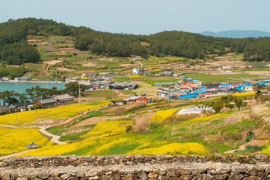 Aerial View of Yellow Canola Fields with Blue Sea in Cheongsando Island South Korea