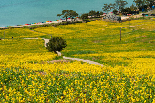 Aerial View of Yellow Canola Fields with Blue Sea in Cheongsando Island South Korea