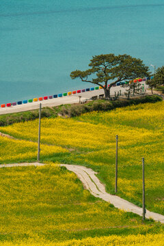 Aerial View of Yellow Canola Fields with Blue Sea in Cheongsando Island South Korea