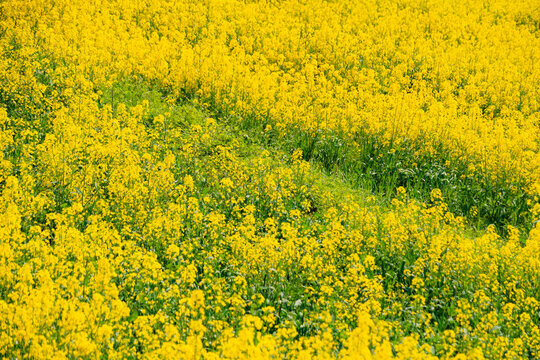 Vibrant Yellow Canola Flower Close up with Bright Spring Sunlight
