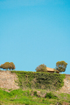 Minimal Landscape of a Grassy Slope with Small Trees against Clear Blue Sky