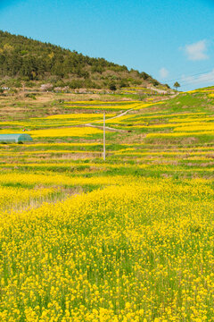 Vast Yellow Canola Flower Fields Under Clear Blue Sky in Cheongsando Island