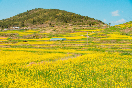 Vast Yellow Canola Flower Fields Under Clear Blue Sky in Cheongsando Island