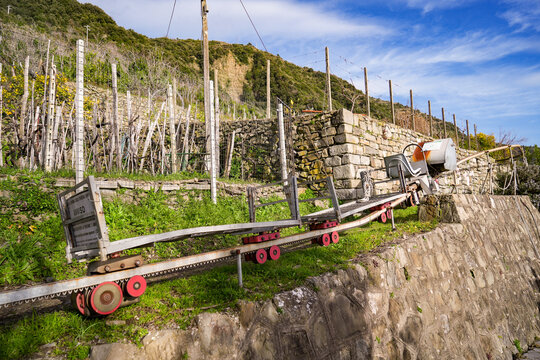 View of a unique rail-guided transport system ascends a steep hillside, amidst vineyards and stone walls, bathed in sunlight, Manarola, Liguria, Italy.