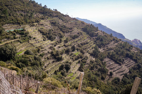 View of terraced vineyards cascade down the steep hillside, a testament to human ingenuity against the backdrop of the azure sea, Manarola, Liguria, Italy.