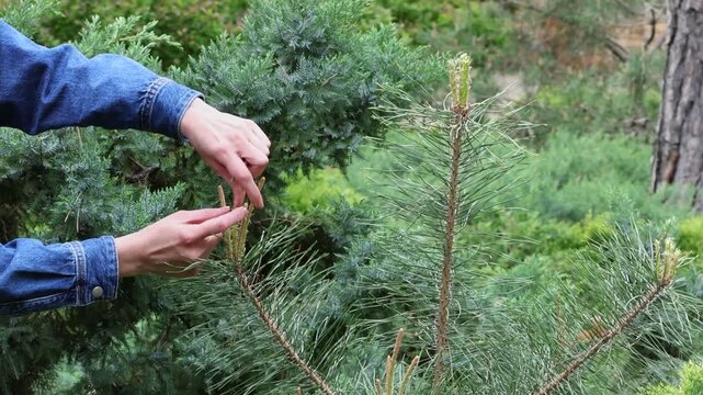 Gardener Trimming Pine Tree Tops in Spring to Encourage Fuller and Healthier Conifer Growth. Spring Pruning of Pine Trees. Gardener Removes New Growth for Healthier, Fuller Trees