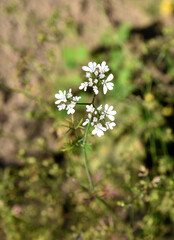 Fototapeta premium Coriander flower blooming in garden close up white cilantro blossoms on blurred green background organic herb growth botany and healthy seasoning concept macro nature photography
