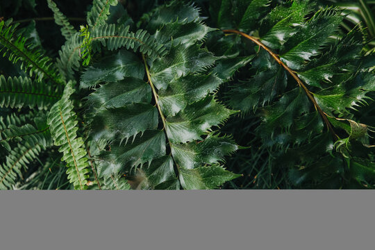 Vibrant tropical Japanese Holly Fern (Cyrtomium falcatum) luxuriant growth in botanical greenhouse