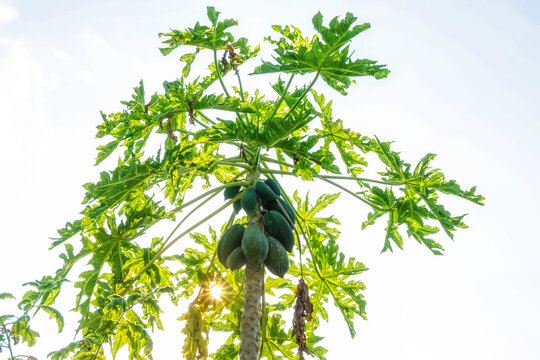 Low angle view of a papaya tree with green fruits and leaves against a bright white sky background.