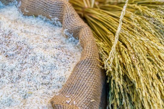 A sack filled with white raw rice grains displayed alongside bundles of golden paddy rice stalks.