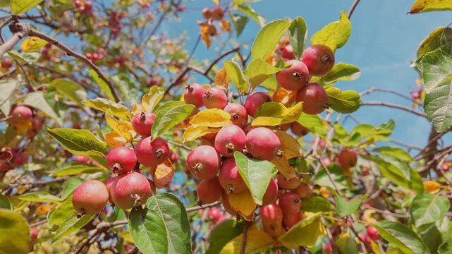 Bottom view of tight cluster of ripe red wild apples contrasting sharply with yellowed fall foliage and blue sky. Sun-kissed red crab apples illuminated against bright, backdrop of autumn leaves 