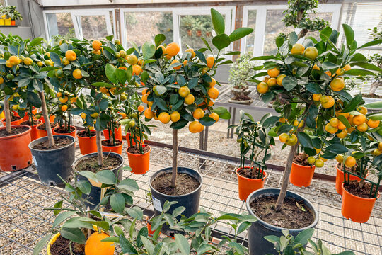 Potted calamondin citrus trees bearing ripe orange fruit in greenhouse