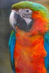 Obraz premium Colorful Macaw Parrot Close Up