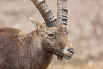 Fototapeta premium Alpine Ibex Portrait