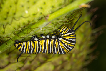 Fototapeta premium closeup of monarch caterpillar on swan plant seed pod