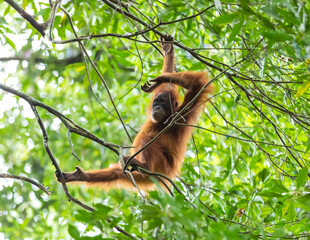 Orangutan in Sumatra, Gunung Leuser National Park  © Rui