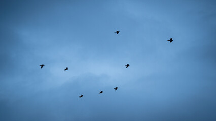 Obraz premium Birds flying in the air during blue hour