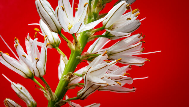 Asf&oacute;delo, varilla de San Jos&eacute;, gamoncillo o gam&oacute;n blanco (Asphodelus albus) es una planta herb&aacute;cea perenne nativa de la regi&oacute;n mediterr&aacute;nea. primer plano de flores con fondo rojo.