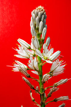 Asf&oacute;delo, varilla de San Jos&eacute;, gamoncillo o gam&oacute;n blanco (Asphodelus albus) es una planta herb&aacute;cea perenne nativa de la regi&oacute;n mediterr&aacute;nea. primer plano de flores con fondo rojo.
