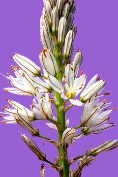 Asf&oacute;delo, varilla de San Jos&eacute;, gamoncillo o gam&oacute;n blanco (Asphodelus albus) es una planta herb&aacute;cea perenne nativa de la regi&oacute;n mediterr&aacute;nea. primer plano de flores con fondo lila