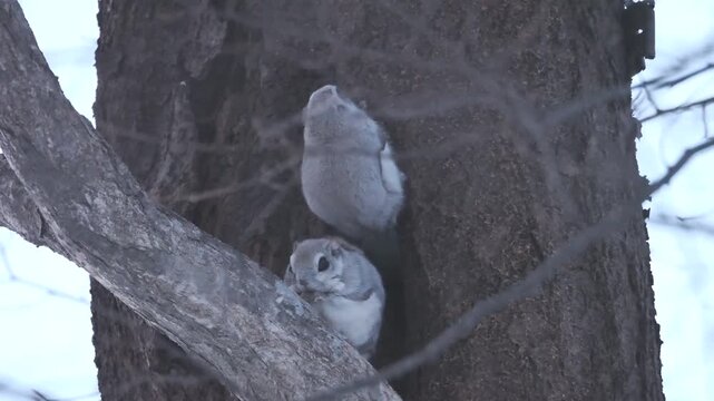 森の妖精とよばれるエゾモモンガ