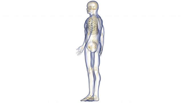 Human Skeleton System Rib Cage Bone Joints Anatomy Animation Concept