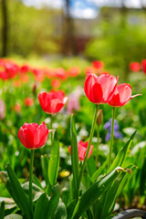 Obraz premium Beautiful red tulips blooming in a sunlit spring park garden with a soft blurred green background and vibrant flowers
