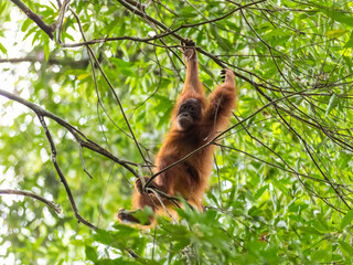Orangutan in Sumatra, Gunung Leuser National Park  © Rui