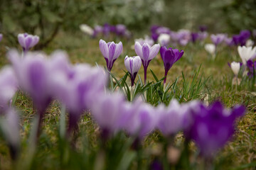 polanka krokusów © meegi