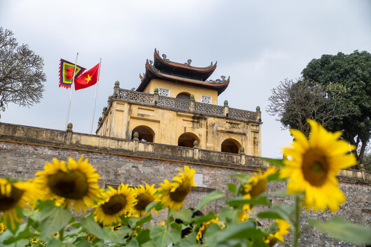 View of golden sunflowers bloom vibrantly against the ancient, weathered stone walls and flags of the Imperial City, Hanoi, Ha Noi, Vietnam.