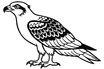 Obraz premium osprey bird silhouette line art vector illustration with a white background