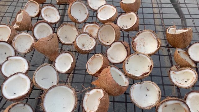 Fresh Coconut Halves Drying on Rack  Natural Organic Coconut Processing