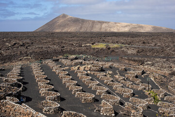 Naklejka premium Vineyards, Lanzarote, Canary Islands, Spain