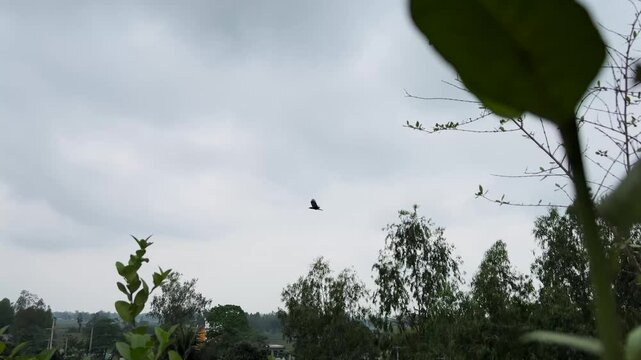 Small Bird Flying Across Moody Overcast Sky and Green Tree Canopy in Wide Angle Shot