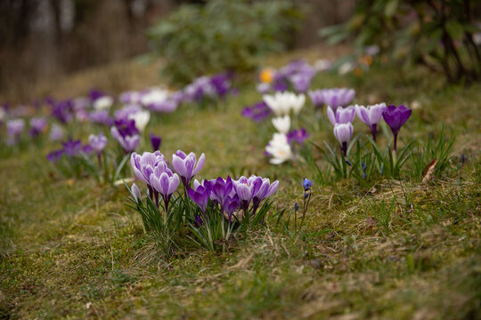 a field of crocuses in spring