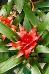 Fototapeta premium Detailed close up of vibrant red star shaped tropical flowering houseplant with lush green leaves