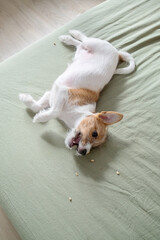 Jack Russell terrier puppy lying on sage green bed sheet and eating treat