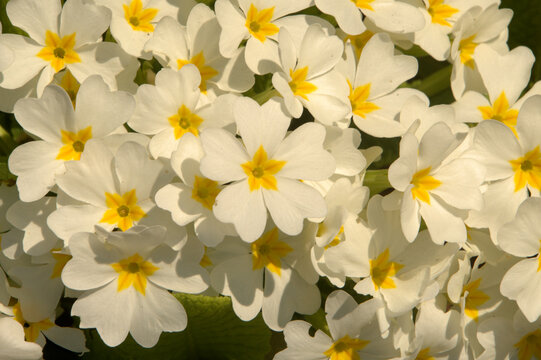 Spring Primroses (Primula vulgaris) in Berschis, Sankt Gallen