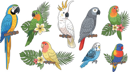 Colorful Parrot and Tropical Bird Vector Set with Exotic Feathers, Leaves, and Flowers for Wildlife, Nature, and Animal Design © Jisan