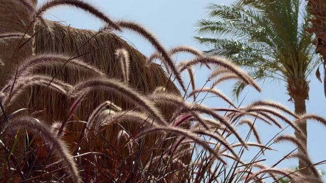 Warm Sunlight Illuminates Tranquil Scene. Gentle Wind Moves Feathery Tropical Plants