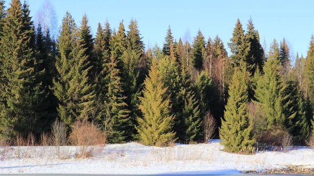 a coniferous forest in northeastern Europe on a sunny evening in late March