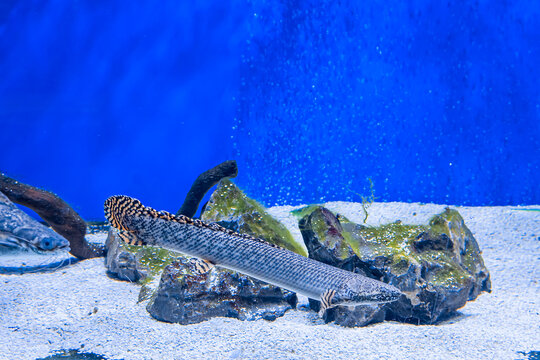 Polypterus ornatipinnis fish rests on rocky sandy aquarium bottom
