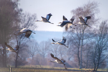 Fototapeta premium Kraniche (Grus grus) im Flug über Landschaft – Gruppe von Zugvögeln in natürlicher Umgebung im Naturpark Dümmer