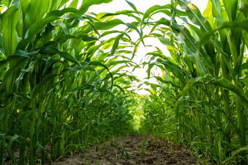 Obraz premium Cornfield showing rows of growing maize plants with green leaves and a muddy ground in a cultivating agricultural farm with clear sky highlighting farming. Growth. Nature. Harvest. Food
