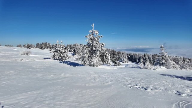 Amazing Winter landscape of Vitosha Mountain, Sofia City Region, Bulgaria